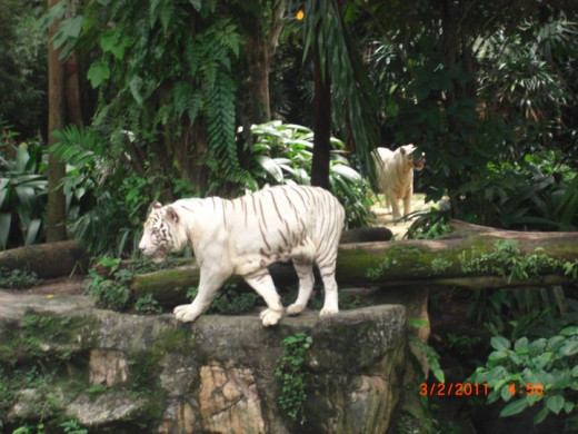 White tiger at Singapore Zoo. (wrong date on the camera it's 2012 not 2011)