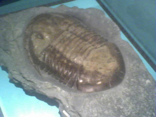 This ancient trilobite at the Cincinnati Natural History Museum is recognized as an official State of Ohio fossil. It's older than Marty Brennaman but now has the same amount of hair.