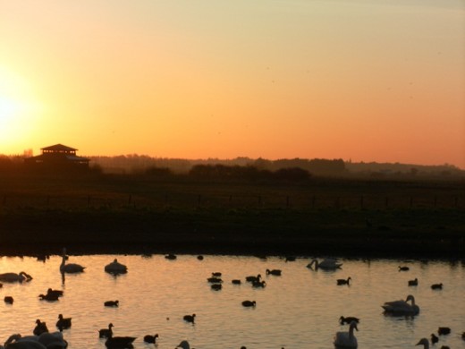 Sunset after the swan spectacular, Martin Mere