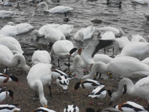 incoming shelduck, Martin Mere