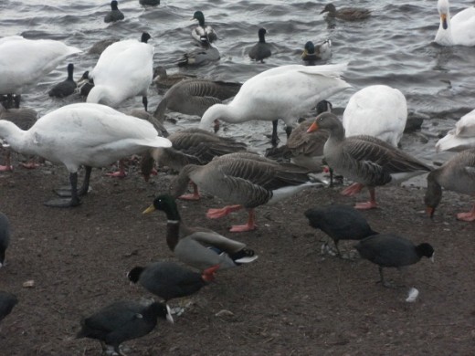 Pink footed geese, coots, mallards and swans Martin mere