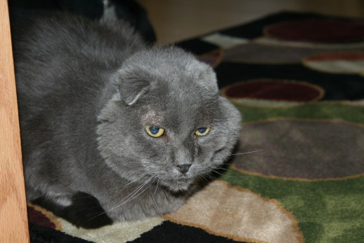 My very allergic cat, Johnny Reb.  He scratched his ears so much he broke the cartilage in them and they folded down.  Poor guy!
