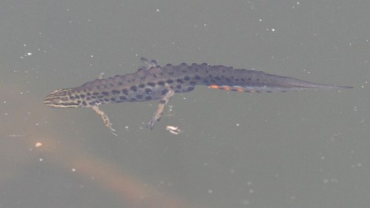 Male Smooth Newt, Lissotriton vulgaris, swimming in pond at The Lodge, Sandy, Bedfordshire. Photo by Bogbumper.