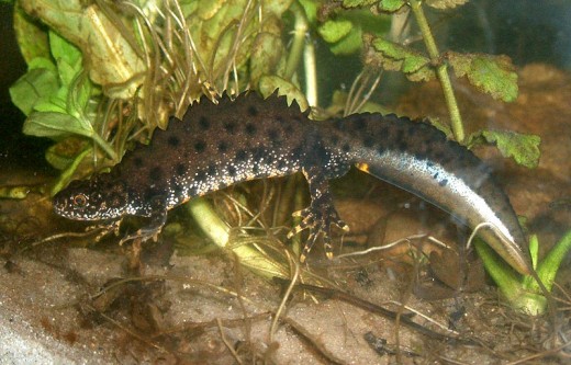 Great Crested Newt (male). Photo in Public Domain