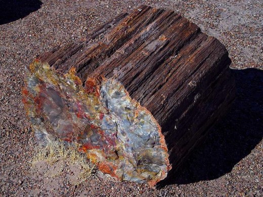 AZ State Fossil: Petrified Wood [3]