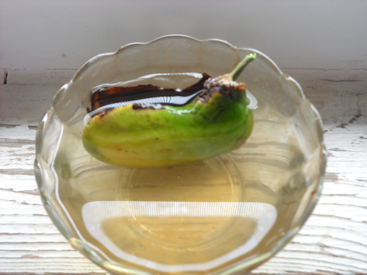 Sprouting A Mango Tree From Seed Dengarden