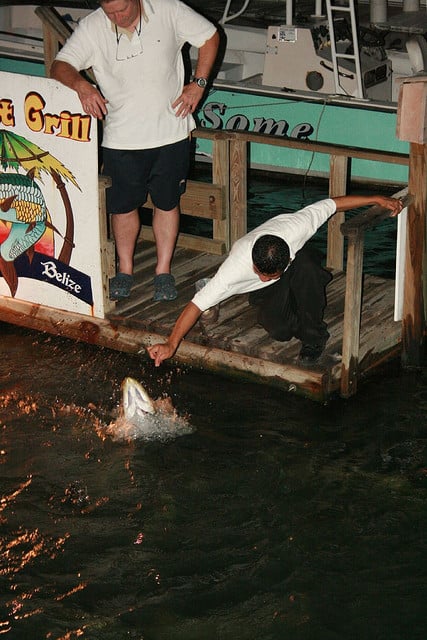 What not to do when feeding the tarpon.