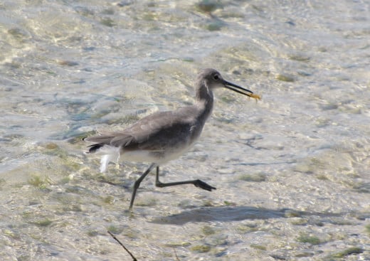 Coastal birds feeding in the shallows are a great subject