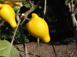 Solanum mammosum (Udder Fruit)