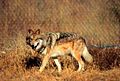 Mexican  grey wolf