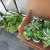 Basil, Sage, Rosemary and Peppers are a great combination for a small herb garden. Basil, Sage, Rosemary and Peppers are a great combination for a small herb garden.