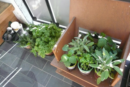 Basil, Sage, Rosemary and Peppers are a great combination for a small herb garden.