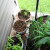 Mint, Thyme, Parsley and Onions overwinter well and provide consistent yields for years. Mint, Thyme, Parsley and Onions overwinter well and provide consistent yields for years.