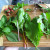 Twice-weekly harvest from a patio salad garden. It doesn't look like much in photos, but wait until you have to eat it ;-) Twice-weekly harvest from a patio salad garden. It doesn't look like much in photos, but wait until you have to eat it ;-)