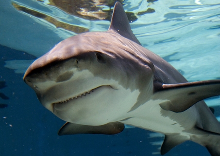 bull shark