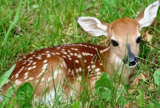 A little fawn much like the one that was rescued recently in Long Island, New York
