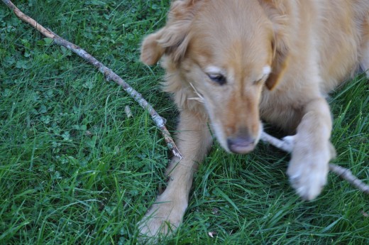 Buddy, our Golden Retriever from Petfinder.com