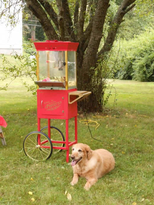 At my daughter's graduation party, Buddy's favorite spot was right next to the popcorn machine so he could eat all the spilled popcorn each time someone came to fill up their bowl!