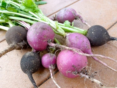 Fall radishes are not pithy or too hot.