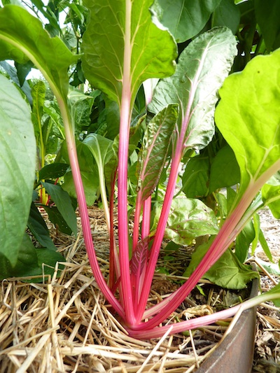Tender chard leaves are a flavorful addition to the salad bowl.