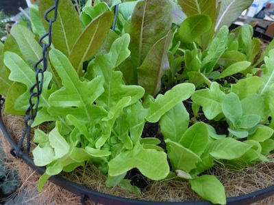 Deer tongue  and oakleaf lettuces. Greens make excellent container plantings.