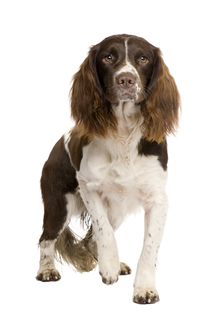 The English Springer Spaniel