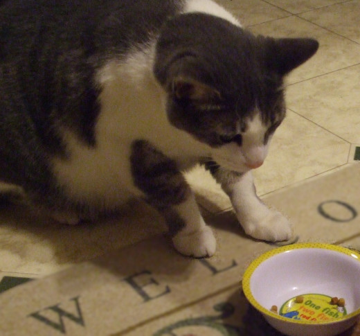 Poor Kitty. Is he finicky or is he allergic to his food?