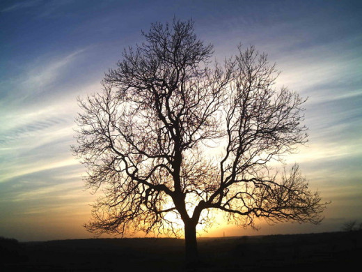 As your visualisation technique improves, try visualising more than one possible option at a time. Let your ideas branch and bifurcate until you have a whole tree of alternate internal realities.