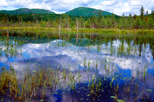 Heron Trail, Paul Smiths Visitor Center, Adirondack State Park, New York