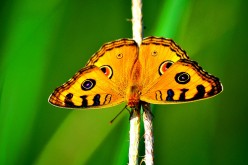 Animal Spirit Guides Meanings: Butterfly Spirit Guide