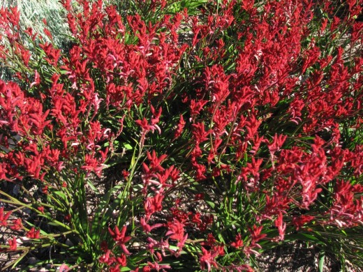 A mass planting of red Kangaroo Paws.