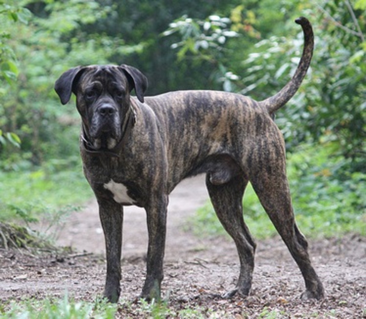Five Large Dog Breeds For People That Like to Be Alone
