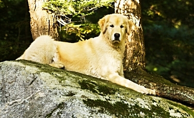 Top dog? Nope.  A top dog is the most important person in an organization.