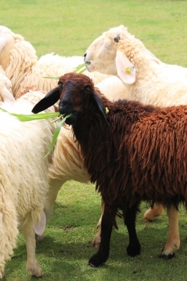 The black sheep of the family? Not quite.  A black sheep of the family is an unwanted family member.