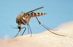 Why are mosquitoes biting in the UK?