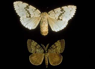 According to the Smithsonian Institution, the moth was imported in 1869 for silk production and it has decimated forests.