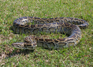 Burmese Pythons were imported for pets and an established population was discovered in Florida in 2000.