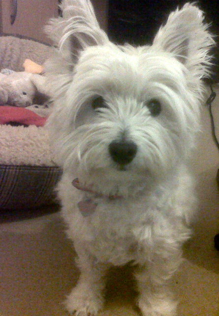 My own West Highland White Terrier