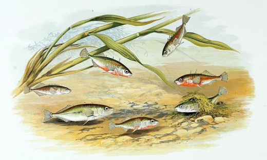 Gasterosteus aculeatus from British fresh water fishes by Alexander Francis Lydon (1836-1917)