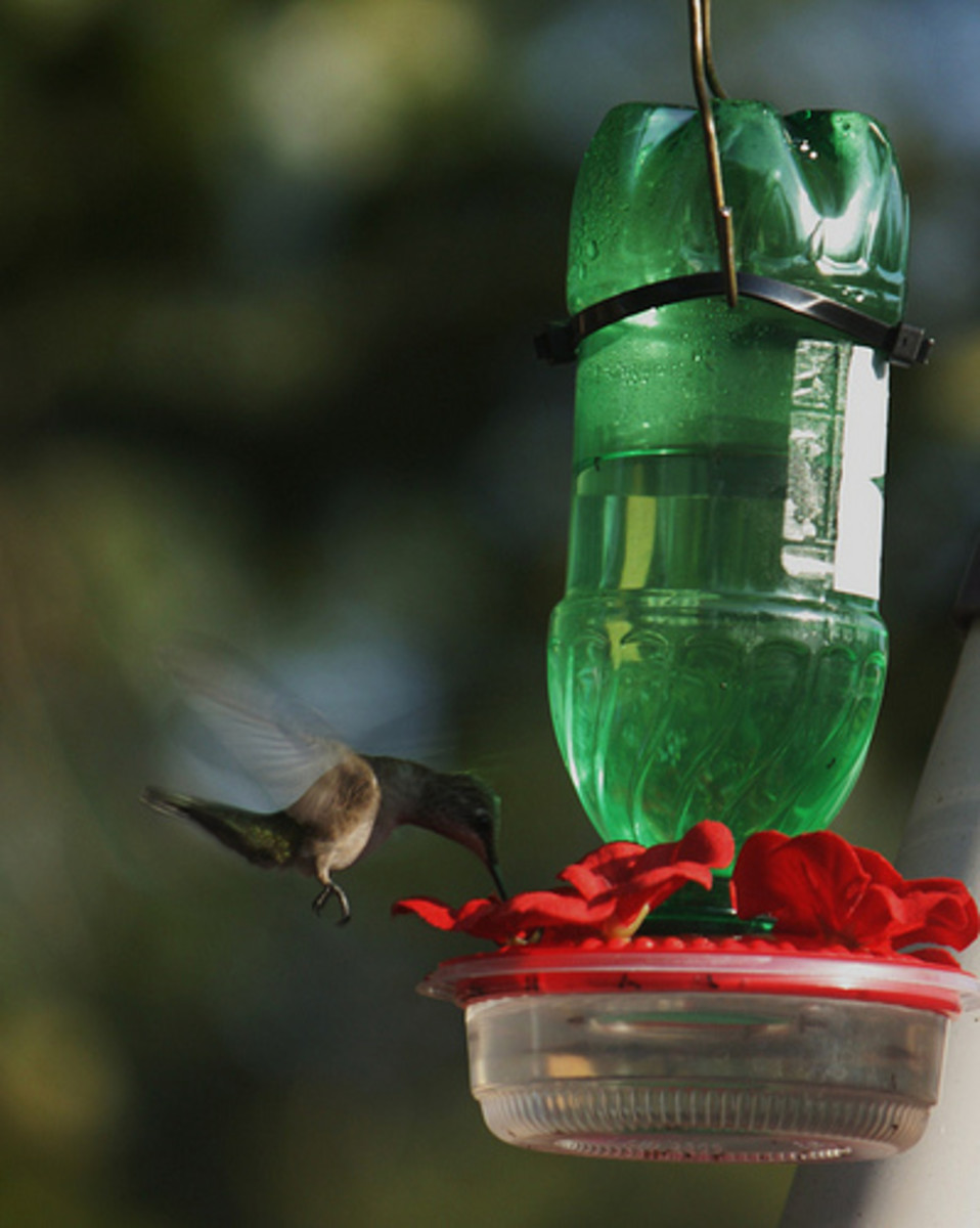 Hummingbirds are attracted to the color red, which is why hummingbird feeders always include at least one red component.