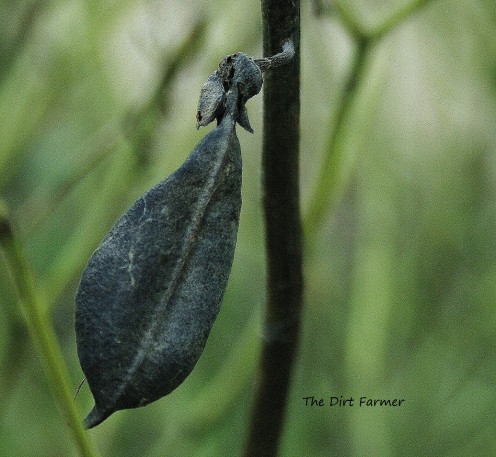 A wild blue indigo seed pod, ready to be harvested.
