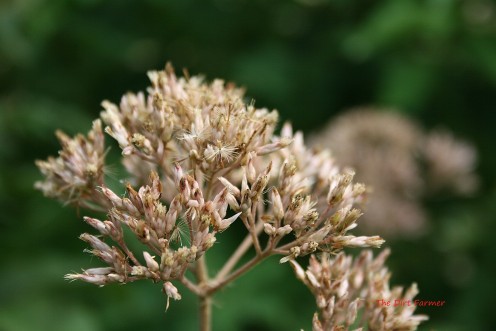 Large drying flower heads, such as those on Joe-Pye weed, can be collected by breaking them off whole & placing them in paper bags. 