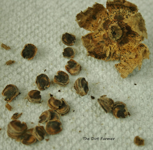 Once released from pods, the large seed is separated by hand, & some of the chaff is removed.