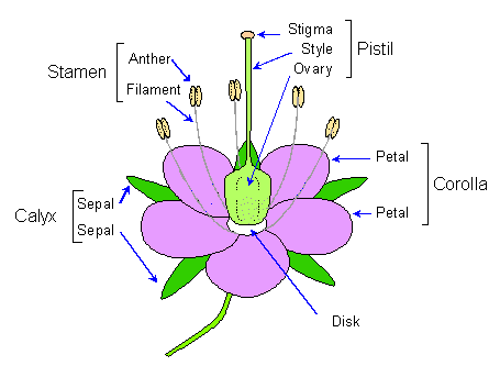 The Main Parts of Flower
