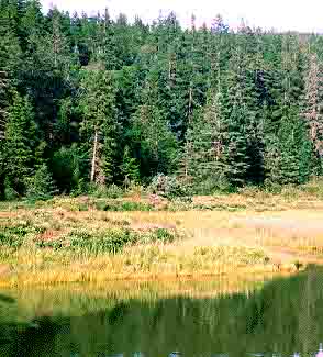 Coniferous Forests