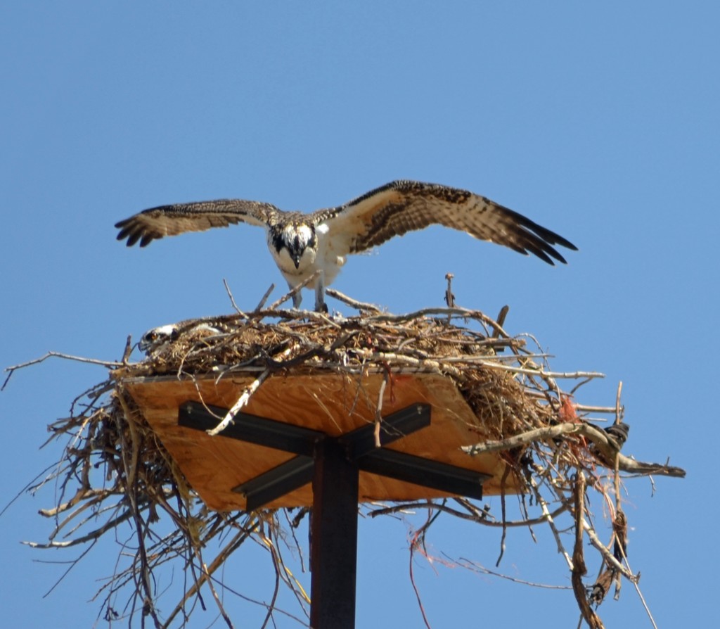 osprey bird nest