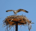 Bird Photo Gallery: Osprey Nest