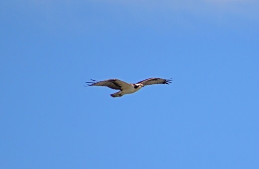 Osprey in flight on a beautiful summer day over the reservoir.