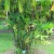 Panama hat plant Panama hat plant