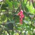 Lipstick plant Lipstick plant
